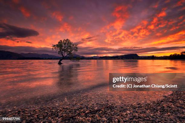 that wanaka tree - jonathan chiang stock-fotos und bilder