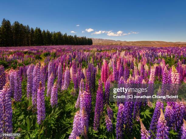 lupine fields - tekapo stock pictures, royalty-free photos & images