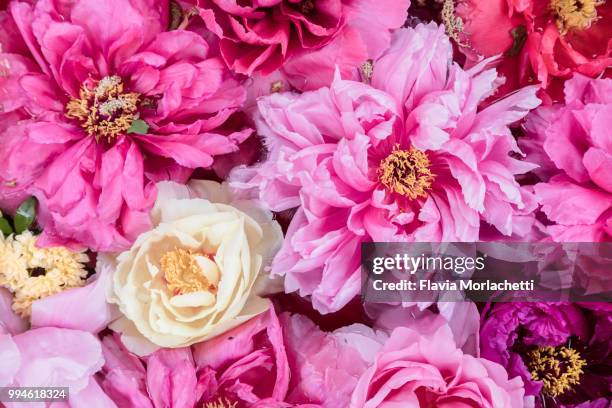 pink peonies - fuchsia flower stock pictures, royalty-free photos & images