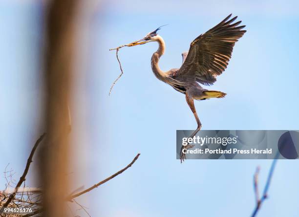 An adult great blue heron gets ready to land, while clutching a stick in its bill, in a central Maine rookery. The location, one of the locations...