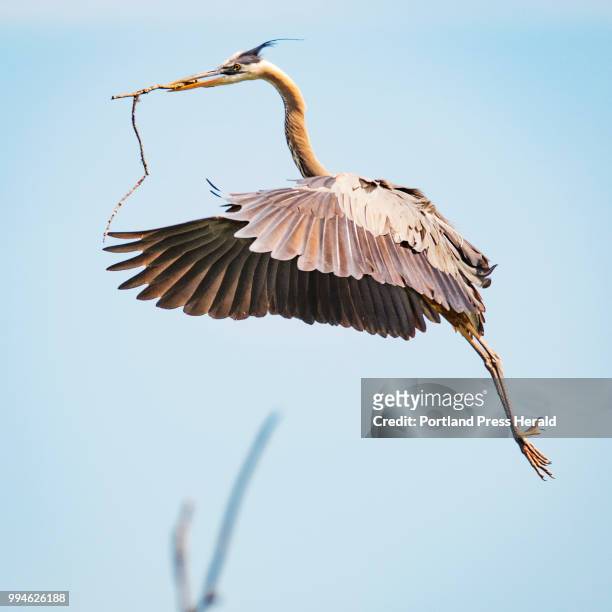 An adult great blue heron gets ready to land, while clutching a stick in its bill, in a central Maine rookery. The location, one of the locations...