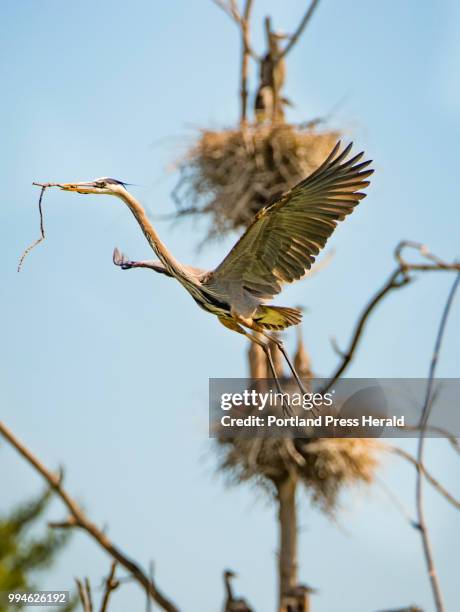 An adult great blue heron gets ready to land, while clutching a stick in its bill, in a central Maine rookery. The location, one of the locations...