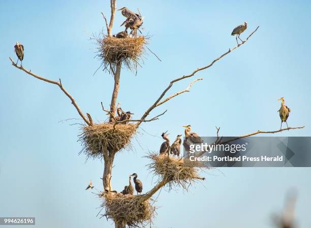 Nearly 20 great blue herons occupy one tree, in four visible nests, in a central Maine rookery. The location, one of the colonies being watched as...
