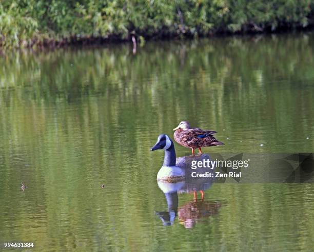 duck perching on a goose decoy used as sprinkler pump marker and decoration in a pond - djurimitation bildbanksfoton och bilder