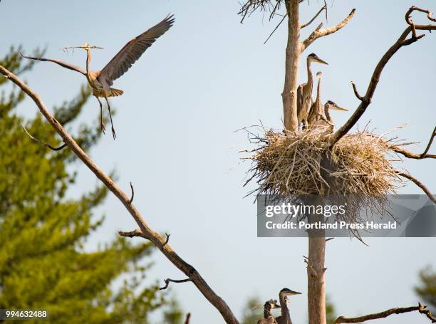 An adult great blue heron flies in, with a stick clutched in its bill, while fledgling herons occupy a nests in a central Maine rookery. The...