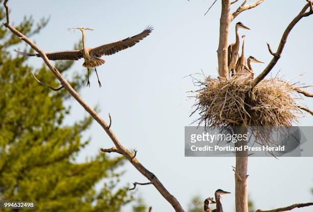 An adult great blue heron flies in, with a stick clutched in its bill, while fledgling herons occupy a nests in a central Maine rookery. The...