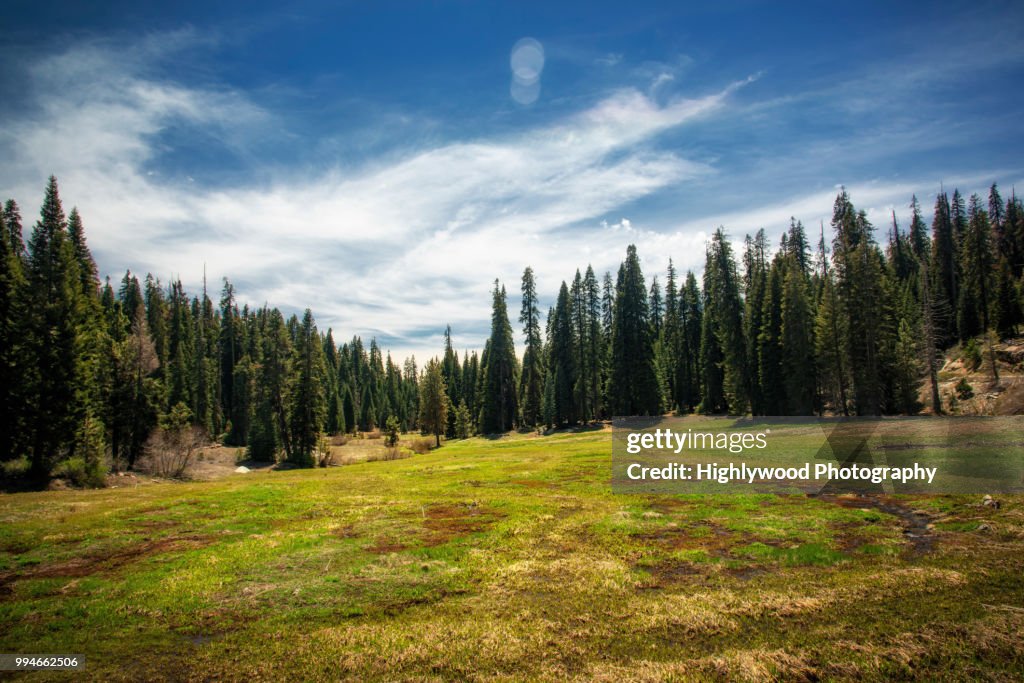 Halstead Meadow in Spring