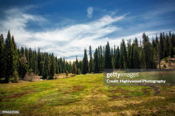 halstead meadow in spring - pino fotografías e imágenes de stock