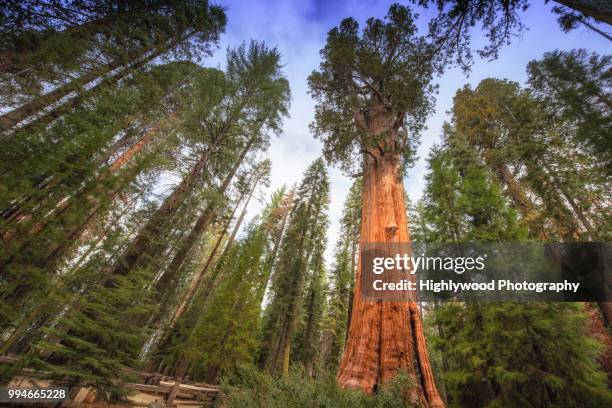 general sherman tree towers above - california sequoia stock-fotos und bilder