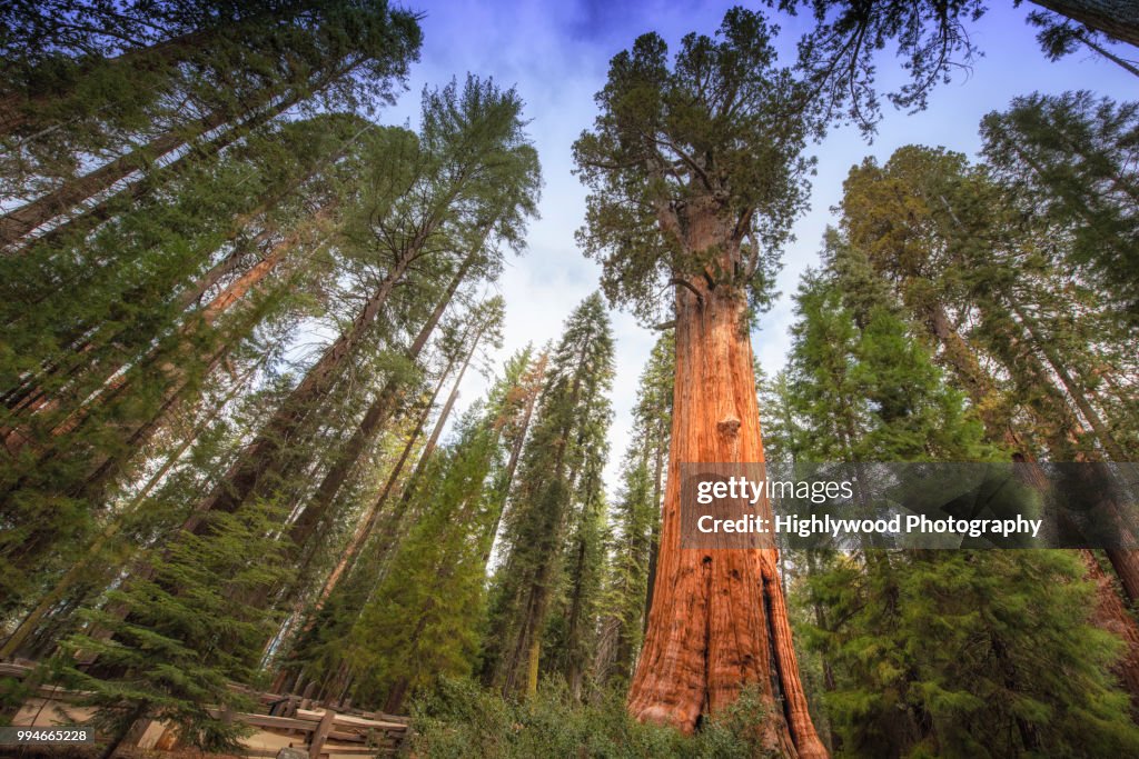 General Sherman Tree Towers Above