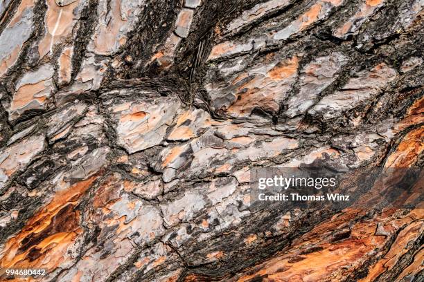 Timber Bark Color Examples 1,747 Timber Bark Stock Photos, High-Res Pictures, and Images - Getty ...