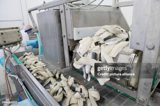 July 2018, Germany, Sassnitz: Herring fillets from the Baltic Sea moving on the assembly line of the fish processing plant EuroBaltic of the Dutch...