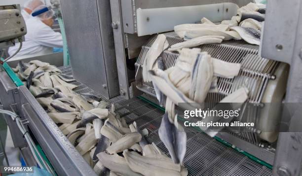 July 2018, Germany, Sassnitz: Herring fillets from the Baltic Sea moving on the assembly line of the fish processing plant EuroBaltic of the Dutch...