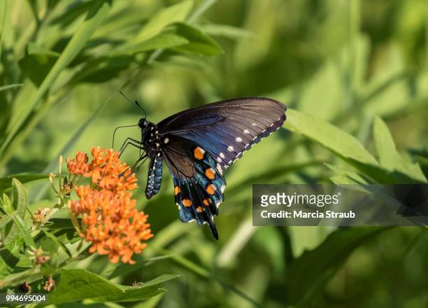 colorful pipevine  butterfly and orange butterfly flowers - pipevine swallowtail butterfly stock pictures, royalty-free photos & images