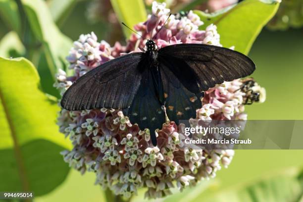 pipevine swallowtail butterfly on a milkweed flower - marcia stockfoto's en -beelden