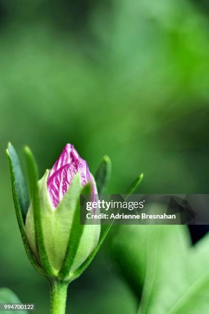 tiny rosebud - adrienne stock pictures, royalty-free photos & images