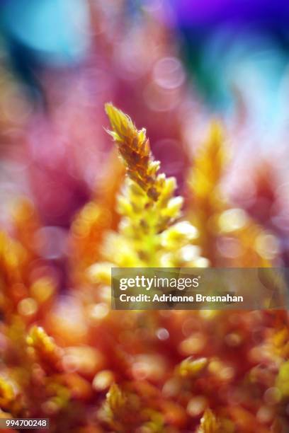 orange wildflower beauty - adrienne stock pictures, royalty-free photos & images