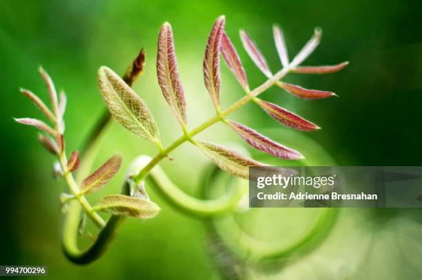 tiny fragile leaves on stem - adrienne stock pictures, royalty-free photos & images