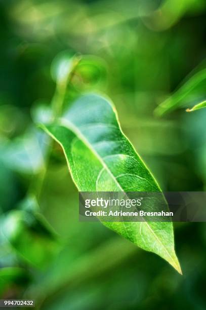 pointy green leaf - adrienne stock pictures, royalty-free photos & images
