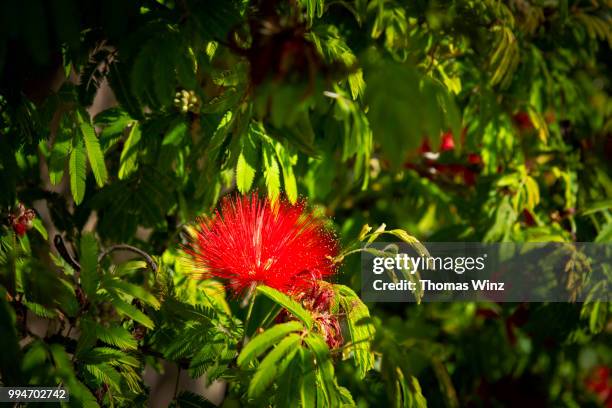 brazilian flame tree - delonix regia stock pictures, royalty-free photos & images