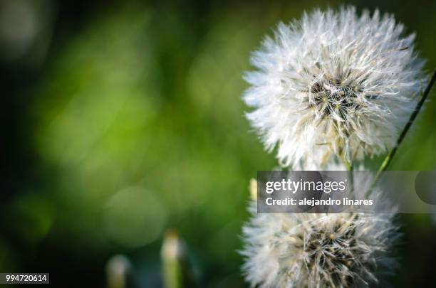 couple of white dandelions with defocused background - dandelion greens stock pictures, royalty-free photos & images