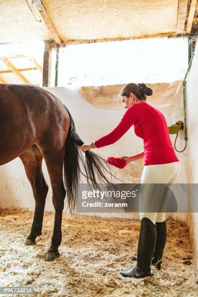 horse tail grooming - horse tail stock pictures, royalty-free photos & images