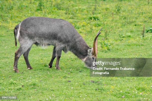 water antelope, kobus ellipsiprymnus - fotografía stock-fotos und bilder