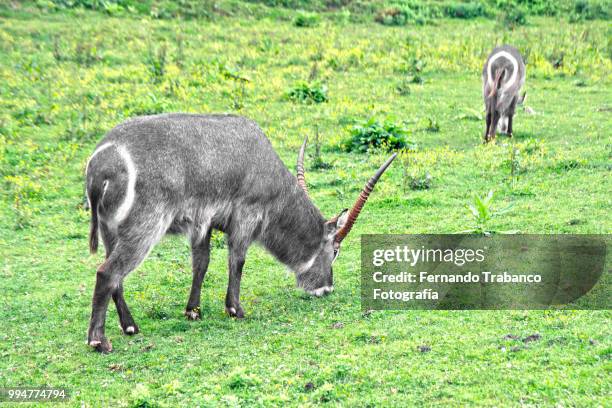 water antelope, kobus ellipsiprymnus - fernando trabanco ストックフォトと画像