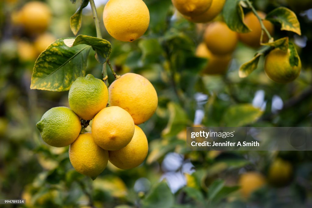 Lemons on the Tree