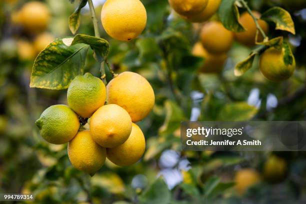 lemons on the tree - citrus grove stock pictures, royalty-free photos & images