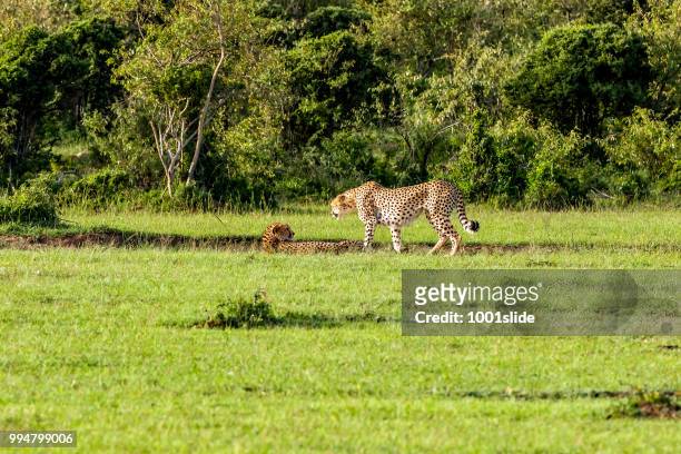 cheetah resting - 1001slide stock pictures, royalty-free photos & images