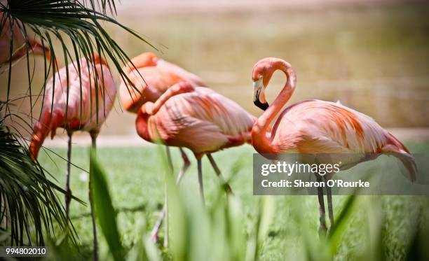 flamingo - tierhals stock-fotos und bilder