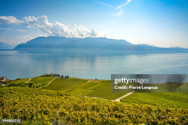 lavaux vineyards, unesco world heritage site,  lake geneva and french alps across the lake - lake geneva switzerland stock pictures, royalty-free photos & images