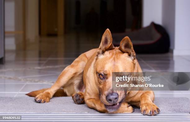 grumpy male dog australia funny face - male feet on face stock-fotos und bilder