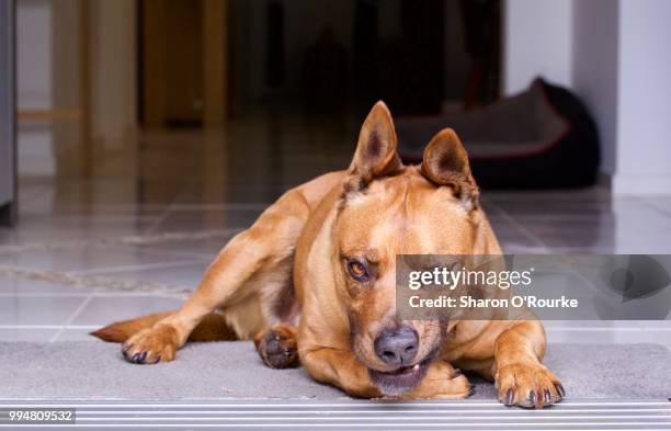 grumpy male dog australia funny face - snarling stock pictures, royalty-free photos & images