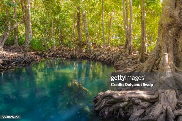 tha pom mangrove forest at krabi province, thailand - província de krabi imagens e fotografias de stock