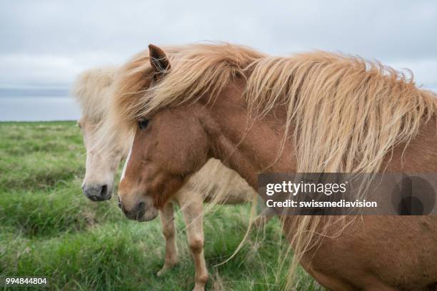 portrait of icelandic horse in meadow, springtime - south east iceland stock pictures, royalty-free photos & images