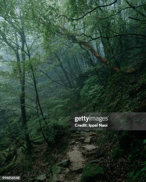 misty forest of yakushima island, kagoshima, japan - ippei naoi 個照片及圖片檔