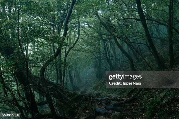 yakushima's misty forest, kagoshima, japan - ippei naoi 個照片及圖片檔