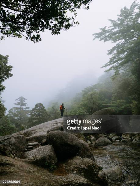 man standing on boulder on misty mountain, yakushima island, japan - ippei naoi 個照片及圖片檔