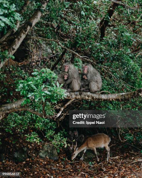 yakushima macaque and sika deer in forest, japan - sika deer stock pictures, royalty-free photos & images