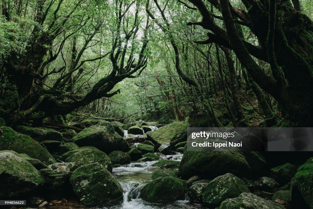 Yakushima's lush green forest with stream, Shiratani Unsuikyo Trail