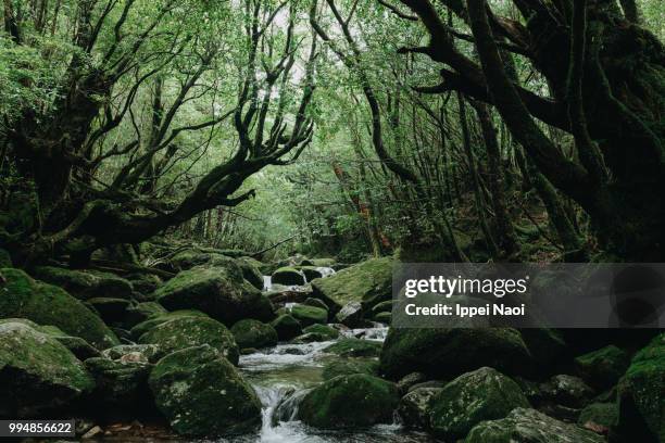 yakushima's lush green forest with stream, shiratani unsuikyo trail - musgo - fotografias e filmes do acervo