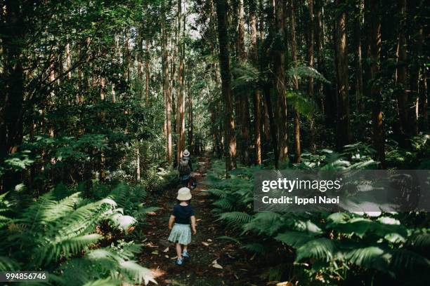 family hiking through forest of yakushima island, kagoshima, japan - 鹿児島 ストックフォトと画像