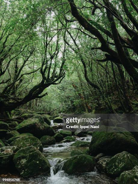 stream running through forest, yakushima island, kagoshima, japan - ippei naoi fotografías e imágenes de stock