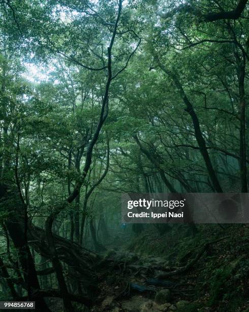 misty forest of yakushima island, kagoshima, japan - ippei naoi fotografías e imágenes de stock