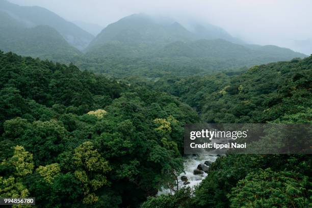 river running through lush green forest in rain, yakushima island, japan - gematigd regenwoud stockfoto's en -beelden