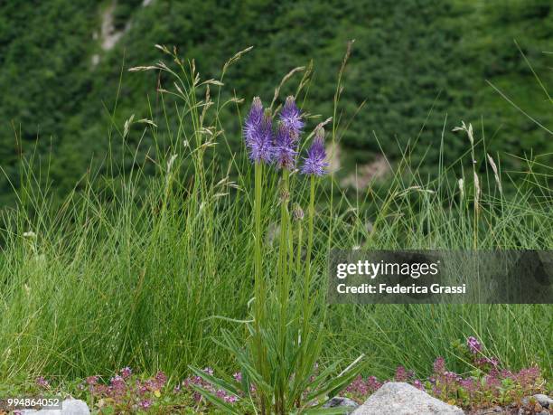 rampion (phyteuma) and thyme (thymus serpyllum) - bachblüten stock-fotos und bilder