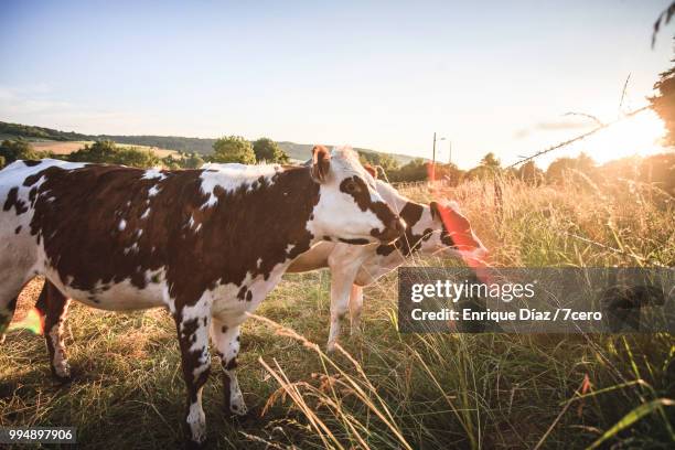 two cows at sunset in normandy - 諾曼第 個照片及圖片檔