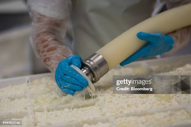 An employee fills molds with milk curds and whey at the Nicasio Valley Cheese Co. Facility in Nicasio, California, U.S., on Friday, July 6, 2018....